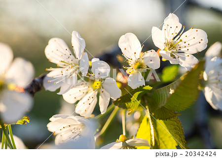cherry tree flowers blooming in the spring 20342424