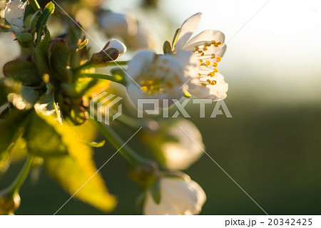 cherry tree flowers blooming in the spring 20342425