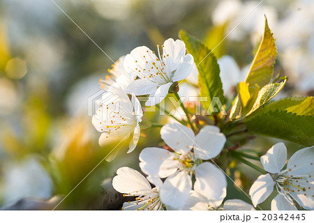 cherry tree flowers blooming in the spring 20342445