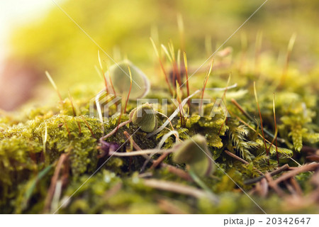 Moss In Close-up Shot Moss In Close-up Shot 20342647