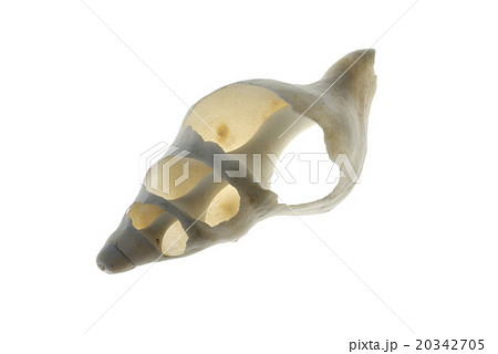 螺旋状の貝殻の写真素材 [20342705] - PIXTA