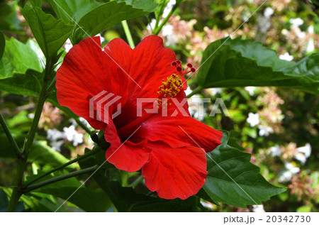 ハイビスカス ハイビスカス 20342730