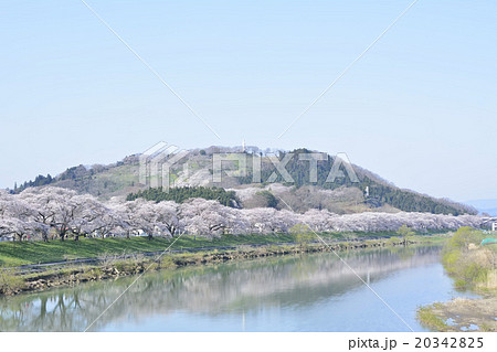 宮城県柴田郡大河原町の一目千本桜の満開風景 宮城県柴田郡大河原町の一目千本桜の満開風景 20342825