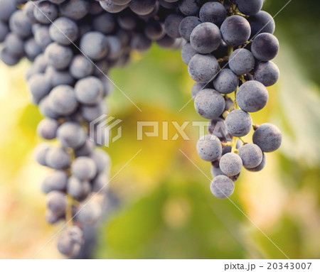Grape macro in wineyard Grape macro in wineyard 20343007