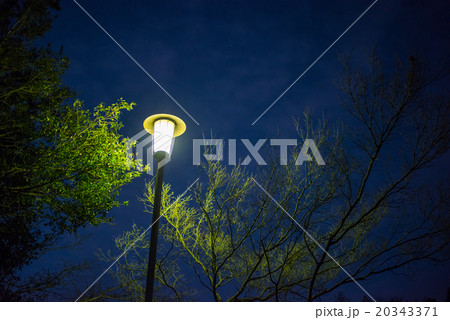街灯と枯れ木 夜のイメージ 街灯と枯れ木 夜のイメージ 20343371
