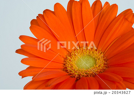 オレンジ色のガーベラ オレンジ色のガーベラ 20343627