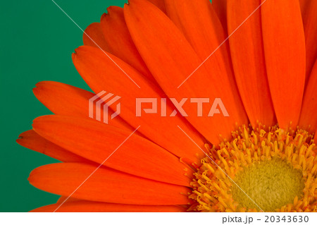 オレンジ色のガーベラ オレンジ色のガーベラ 20343630