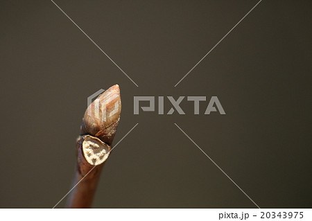 自然　植物　ヤマグワ、冬芽と葉痕。褐色と淡褐色のグラデーションがきれいな冬芽です 20343975