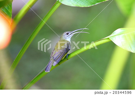 コクモカリドリ 20344596