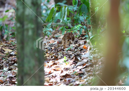 マメジカ 20344600