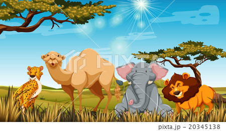 Wild animals in the field at daytime 20345138