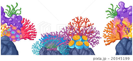 Coral reef on the rocks 20345199