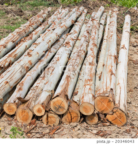 Eucalyptus tree, Pile of wood logs for industry 20346043
