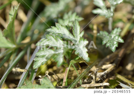 蓬(よもぎ)の葉 蓬(よもぎ)の葉 20346555
