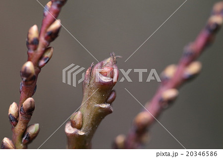 自然　植物　キブシ、丸っこい冬芽と半円形か三日月形に見える葉痕 20346586