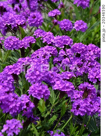 満開の紫の草花 バーベナ 柳花笠 たて の写真素材