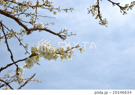 空と李（すもも）の花 20346634