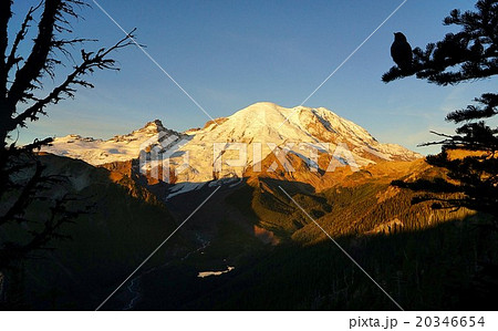 朝陽に輝くマウント・レイニエー　アメリカ　ワシントン州 20346654