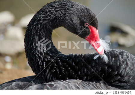 黒鳥(毛繕い) 20349934