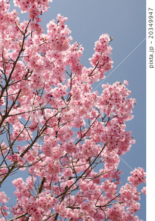 桜の花(ピンク) 桜の花(ピンク) 20349947