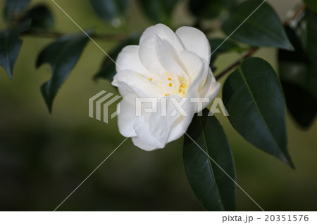 白い椿の花 白い椿の花 20351576