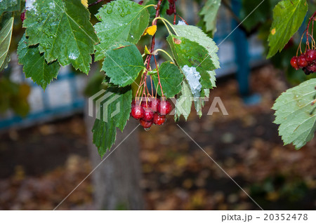 Hawthorn berries and the first abnormal snow 20352478
