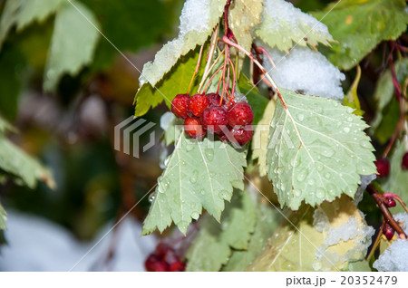 Hawthorn berries and the first abnormal snow 20352479