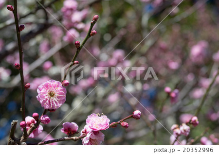 八重寒紅 20352996