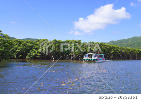 沖縄県西表島・仲間川 20353361