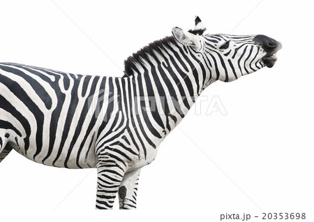 Zebra singing pose side view cutout 20353698