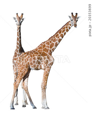 Young giraffe couple cutout 20353699
