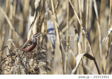 草むらのベニマシコ 草むらのベニマシコ 20353902