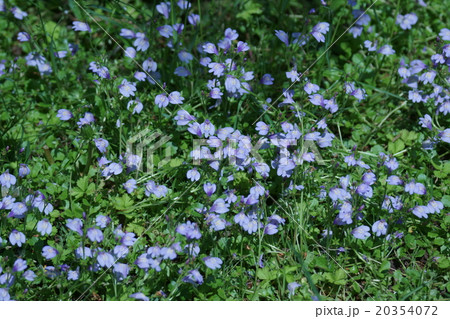 紫鷺苔　ムラサキサギゴケと申しますが苔類ではありません。 20354072