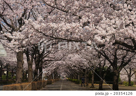 埼玉県川越市御伊勢塚公園付近の桜 その2の写真素材