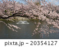 埼玉県川越市御伊勢塚公園付近の桜　その3 20354127