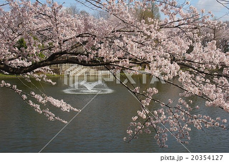 埼玉県川越市御伊勢塚公園付近の桜 その3の写真素材