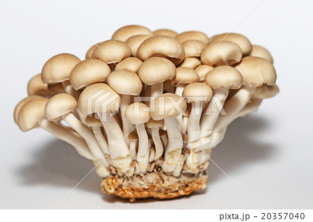 ぶなしめじ 20357040