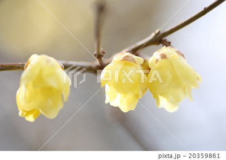 蝋梅の花 20359861