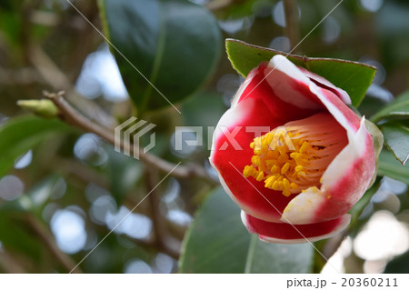 五島の玉之浦つばき 20360211