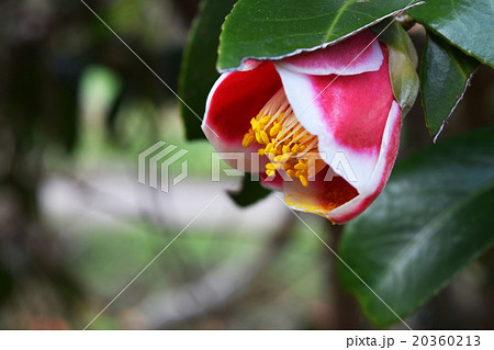 五島の玉之浦つばき 20360213