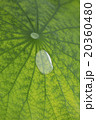 蓮の葉に水滴 20360480
