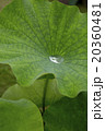 蓮の葉に水滴 20360481