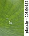 蓮の葉に水滴 20360482
