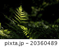 シダの葉 20360489