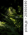 シダの葉 20360490