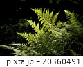 シダの葉 20360491