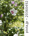 芙蓉の花 20360492