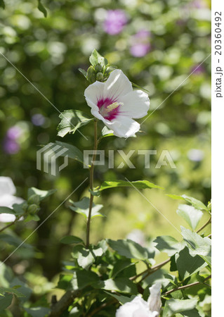 芙蓉の花 20360492