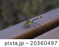 とんぼ 20360497