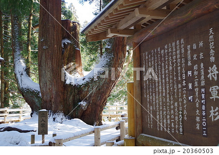 阿賀町 将軍杉 阿賀町 将軍杉 20360503